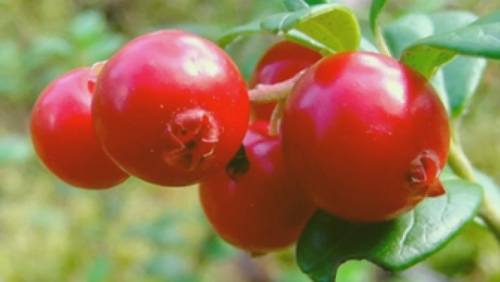 Cramberry - immagine Ingredienti- Nutradizionario il dizionario della nutraceutica